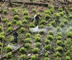 La portavoz agregó que los defensores de derechos humanos también informaron que han sido acosados y amenazados. Colombia Es El Mayor Productor De Drogas De Acuerdo Con Un Informe Realizado Por La Onu