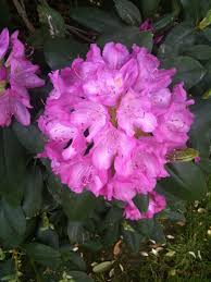 Rhododendron In Our Yard For 30 Years The West Virginia State Flower West Virginia State Flower Flowering Trees Flowers