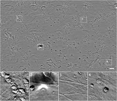 Check spelling or type a new query. Google Ai Blog Seeing More With In Silico Labeling Of Microscopy Images