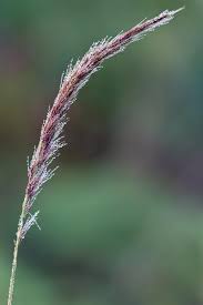 Image result for Melinis minutiflora