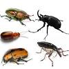 There are a number of different types of rodents that can make their home in a typical sacramento area house. 1