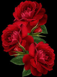 Beautiful Roses Red Roses Flowers Beautiful Red Roses