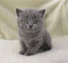 Will be ready to leave from the 28th august after two vet health checks and second vaccine. Affordable Male And Female British Shorthair Kittens For Elmazad