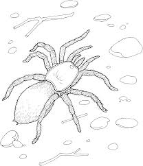 Free spider coloring pages to print for kids. Free Printable Spider Coloring Pages For Kids