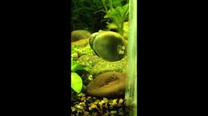 Therefore, if you want to know the precise amount of days, read up on the species that you have. Nerite Snail Nerita Sp Laying An Egg Youtube