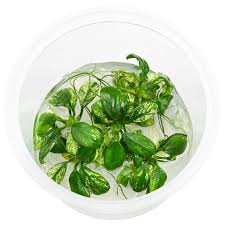 Image result for Grewia barombiensis