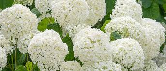 Image result for Polyspatha paniculata
