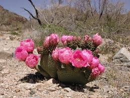 The effect is bizarre, yet picturesque, and is a hallmark of the. Nothing More Beautiful Than A Blooming Desert Desert Landscaping Joshua Tree National Park Cactus