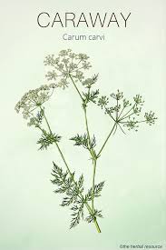 caraway medicinal herb herbalism herbal medicine natural herbs pinterest