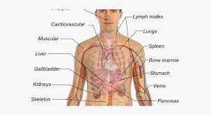 Body parts aroung the chest. Body Parts Aroung The Chest Organs On The Left Side Of The Body Body Organs Anatomy Organs Left Side Of Body The Human Heart Is A Muscle That Lies Left
