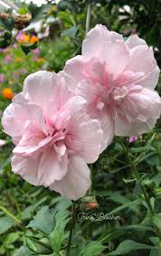 Image result for Hibiscus syriacus ´Pink Chiffon
