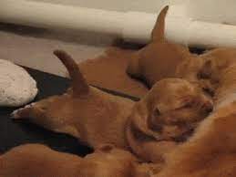 Pin On Baby Animals Share a gif and browse these related gif searches. pin on baby animals