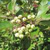 They bear fruit in clusters of orange to russet. 1