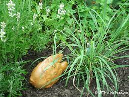 It can be a tough plant to grow from seeds, so buy a plant of it and propagate for the best results. Planning Your First Herbal Tea Garden Tips To Know Before You Grow