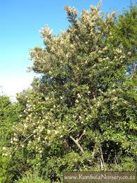 Image result for Brachylaena ilicifolia