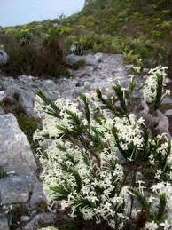 Image result for Gnidia