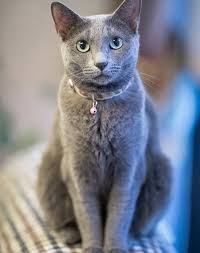 9 Small Cat Breeds That Don T Grow Over 10 Pounds Purewow
