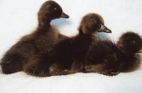 Baby Black And White Duck Breeds Black Runner Duck Baby Ducklings For Sale Cayuga Duck Breeds Ducklings