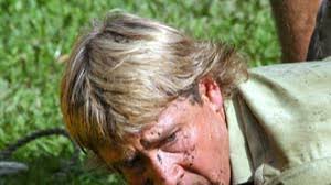 Terri irwin says late husband steve 'would be so proud' of daughter bindi becoming a mom just a few months after the couple tied the knot, bindi announced in august that she and powell. Australien Tierfilmer Steve Irwin Von Stachelrochen Getotet Menschen Faz