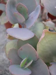 Image result for Kalanchoe glaucescens