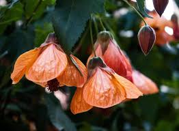 Image result for Abutilon rehmannii