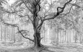These drawings are actually detailed studies for a painting entitled backyard visitors. Realistic Pencil Drawings Of Nature Novocom Top