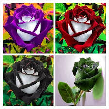 200pcs Rose Flower With White Red Edge Rose Seed Bonsai Plant Rose Seeds Black Rose Seeds Flower Seeds