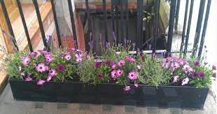 Window Box Lavender And Osteospermum Window Box Garden Design Window Boxes