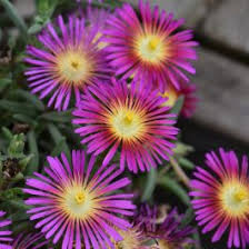 Image result for Delosperma mahonii