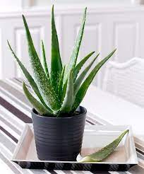 How To Care For Your Aloe Vera Plant Aloe Plant Household Plants Aloe Vera Plant