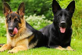 These playful, lovable german shepherd puppies grow into a powerful, intelligent, & protective dog breed. Different Colors Of German Shepherds And What They Mean Allshepherd