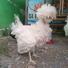 Ayam Hias Poland Walik Dewasa Ayam Hiasan Hewan