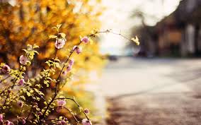 Flower Flowers Picsart Cb Blur Background Hd 103284 Hd Wallpaper Backgrounds Download 1920x1200 wallpapers â· quality hd pc blood background images.