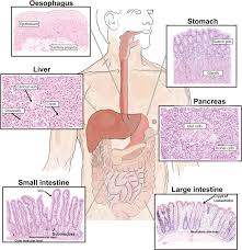 Gastrointestinal Anatomy
