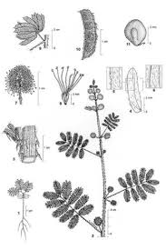 Image result for Mimosa diplotricha