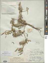 Image result for Blepharis dunensis