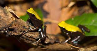 Against the tide: A climbing Mantella - MADAMAGAZINE