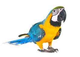 Having a good understanding of what types of foods your parrot should eat will help you make good decisions to keep him in good health. 140 Best Funny Cute Parrot Names In 2021 We Re All About Pets