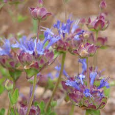 The leaves are held on upright stems. Flowers By The Sea Quick Looks Picture Gallery California Native Sage Picture Gallery