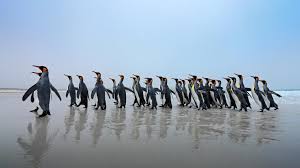Humboldt penguins live in warm desert climates, so they create burrows to hide themselves (and the chicks) from the intense hea. The Top 5 Threats To Penguins And What You Can Do To Help Oceana