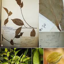 Image result for Dichapetalum edule