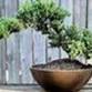 Juniper Bonsai Make & Take