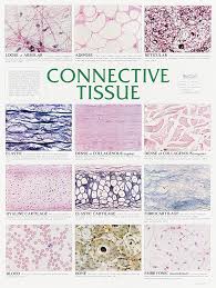Connective tissue (ct) is found throughout the. Connective Tissue Chart