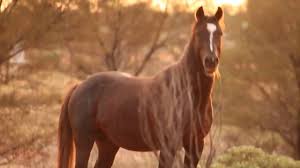 Feral australian brumbies in the wild. The Australian Wild Horse The Brumby Youtube