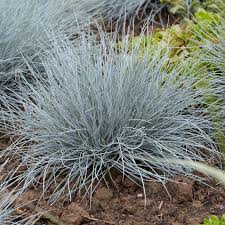 Image result for Festuca