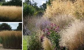 Image result for Deschampsia cespitosa