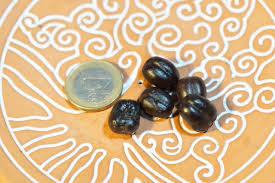 Image result for Xanthocercis zambesiaca