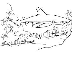 Tiger Shark Coloring Pages In 2020 Shark Coloring Pages Shark Pictures Whale Coloring Pages