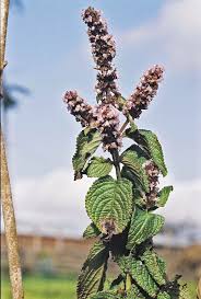 Image result for Platostoma