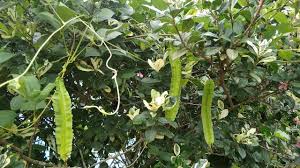 Maybe you would like to learn more about one of these? Kebun Sayur Halaman Rumah Kacang Botol Winged Bean Youtube
